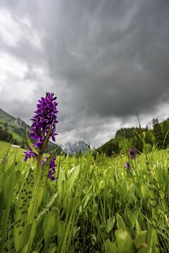 Western marsh orchid (Dactylorhiza majalis) on a mountain meadow with the Altmann summit in the background, Wildhaus, Appenzell, Switzerland
