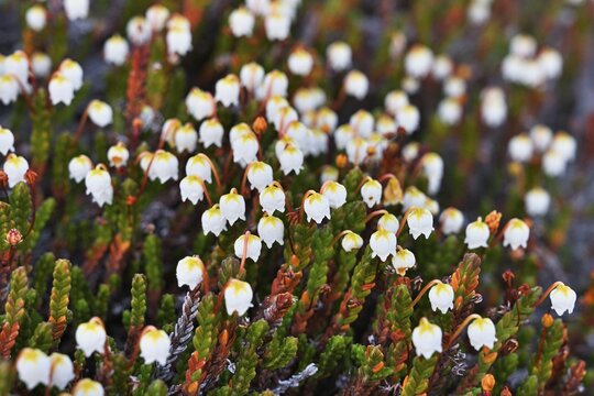 Flowering Arctic arctic bell-heather (Cassiope tetragona), Qeqertarsuaq, Disko Island, West Greenland, Greenland