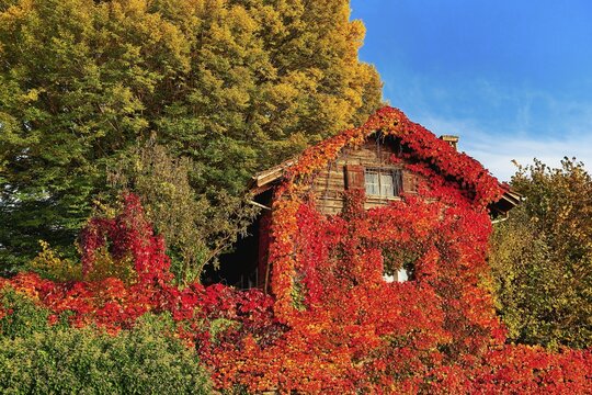 Discoloured ivy on hut, Zug, Canton Zug, Switzerland