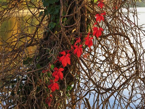 Branch of red discoloured ivy on tree trunk, Canton Zug, Switzerland