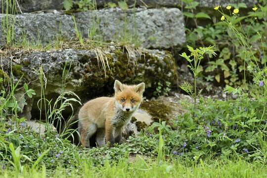 Young red fox (Vulpes vulpes), facing its hell, captive, Switzerland