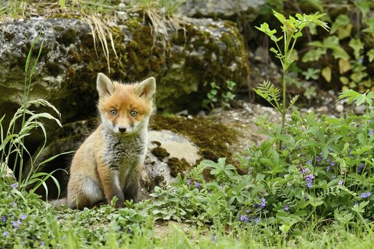 Young red fox (Vulpes vulpes), sitting in front of its hell, captive, Switzerland