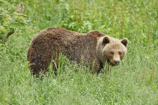 Eurasian brown bear, European brown bear (Ursus arctos arctos), adult, standing in meadow, captive, Switzerland