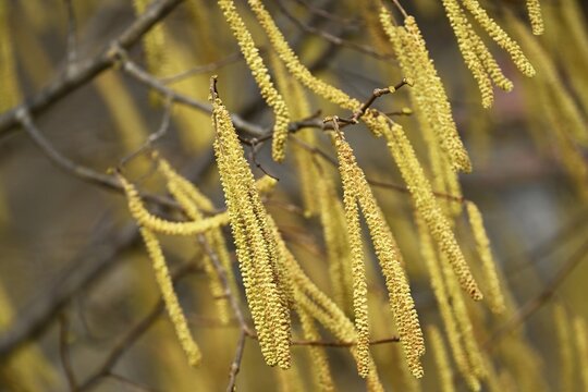 Common hazel (Corylus avellana), hazel bush, male flowers or flowering catkins, white