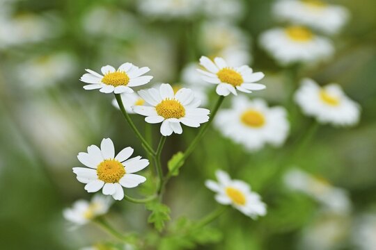 Flowering feverfew (Tanacetum parthenium), Switzerland