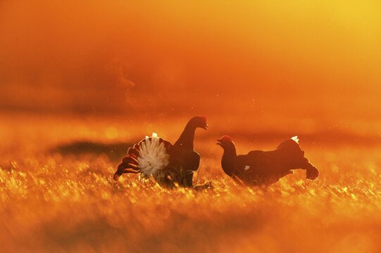 Black grouse (Tetrao tetrix), two cocks showing off in a bog at sunrise, Hedmark Province, Norway