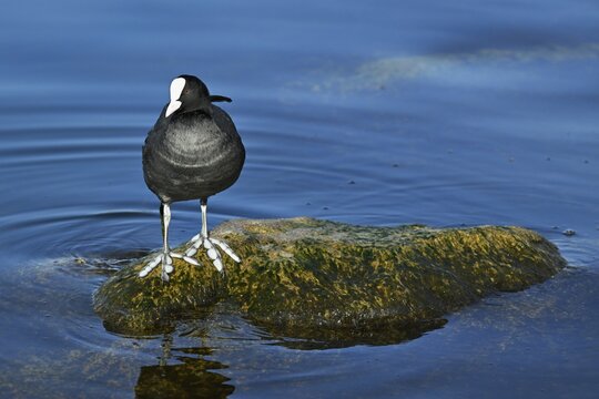 Common coot (Fulica atra)
