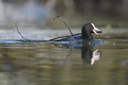 Common coot (Fulica atra), swimming with nesting material in beak, Lake Lucerne, Switzerland