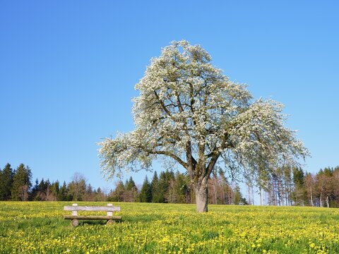 Bench in front of a flowering pear (Pyrus), Lindenberg, Canton Aargau, Switzerland