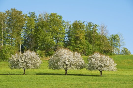 Blossoming cherry trees, Zug, Canton Zug, Switzerland