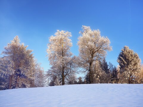 Winter landscape, trees with hoarfrost, Zugerberg, Canton Zug, Switzerland