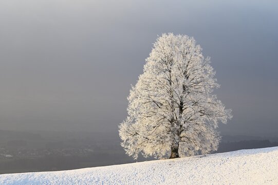 Winter landscape, lime tree (Tilia), in hoarfrost, Canton Zug, Switzerland