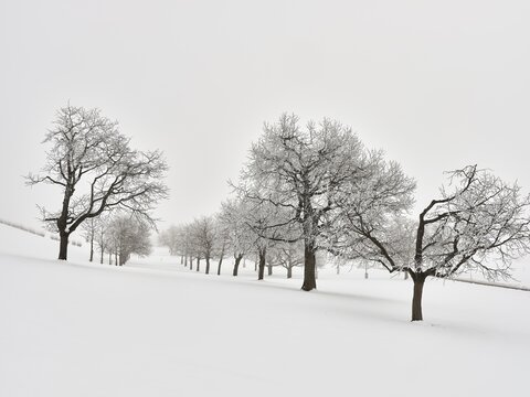 Winter Landscape, Snowy Row of Trees in the Fog, Canton Zug, Switzerland