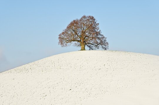 Winter landscape, lime tree (Tilia), standing on snow-covered hill, Canton Zug, Switzerland