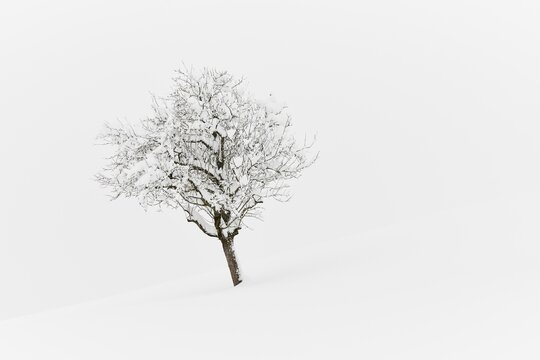 Winter Landscape, Deeply Snowed Tree, Canton Zurich, Switzerland