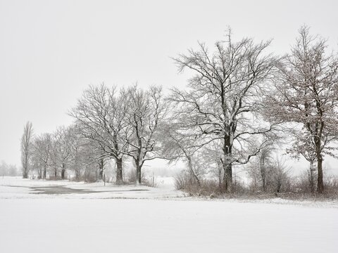 Winter landscape, tree avenue of english oaks (Quercus robur) (synonym: Quercus pedunculata), in snow-covered landscape, Reussspitz nature reserve, H&uuml;nenberg, Canton Zug, Switzerland