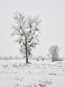 Winter landscape, tree full of mistletoes (Viscum), in snowy landscape, Reussspitz nature reserve, H&uuml;nenberg, Canton Zug, Switzerland