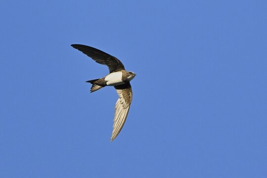 Alpine swift (Apus melba), adult, in flight, Switzerland