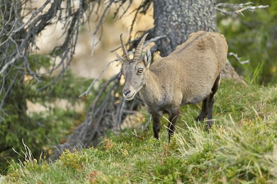 Alpine ibex (Capra ibex), goat standing in meadow, Bernese Oberland, Canton Bern, Switzerland