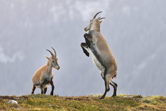 Two young alpine ibexes (Capra Ibex), fighting for the ranking, Bernese Oberland, Canton Bern, Switzerland