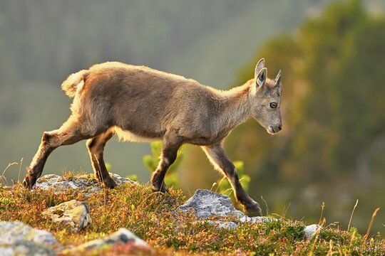 Alpine ibex (Capra ibex), young in discoloured blueberries (Vaccinium), running, Bernese Oberland, Canton Bern, Switzerland
