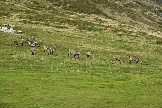 A group of alpine ibexes (Capra ibex) eating grass in a meadow, Bernese Oberland, Canton Bern, Switzerland