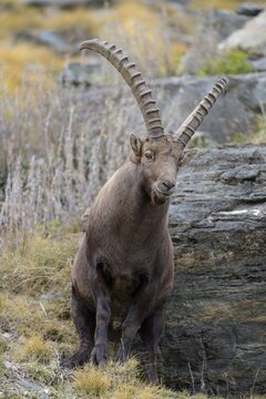 Alpine ibex (Capra ibex), capital animal, scratching its fur on a rock, Gran Paradiso National Park, Aosta, Italy