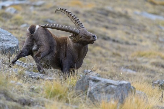 Alpine ibex (Capra ibex), capital male standing in a bristly grass meadow scratching his fur, Gran Paradiso National Park, Aosta, Italy