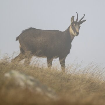 Chamois (Rupicapra rupicapra), chamois goat standing in a meadow near Nebel, Vosges, France