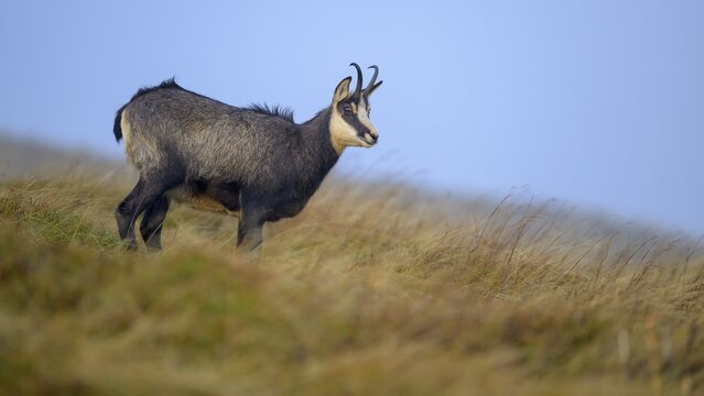 Chamois (Rupicapra rupicapra), chamois goat standing in a meadow, Vosges, France