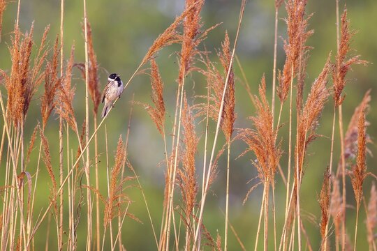 Reed bunting (Emberiza schoeniclus), male, sitting on reed stalk, singing, Hesse, Germany