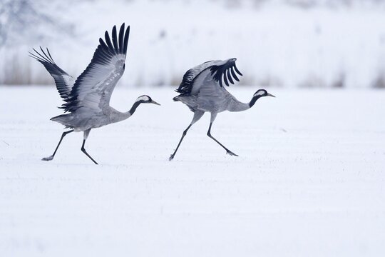Two common crane (Grus grus) on a snow-covered field, flying up, Germany