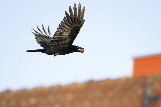 Carrion crow (Corvus corone corone) with walnut in its beak, flying, Hesse, Germany