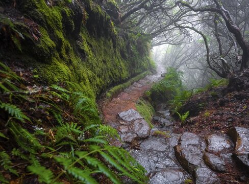 Misty forest on a hiking trail along a levada, Madeira, Portugal