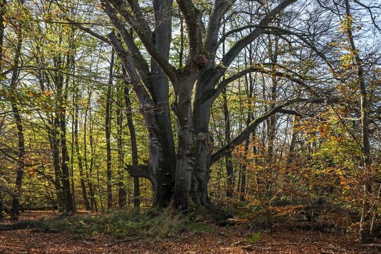 Common beech (Fagus sylvatica), triple beech, autumn forest, primeval forest Sababurg, Reinhardswald nature park Park, Hesse, Germany