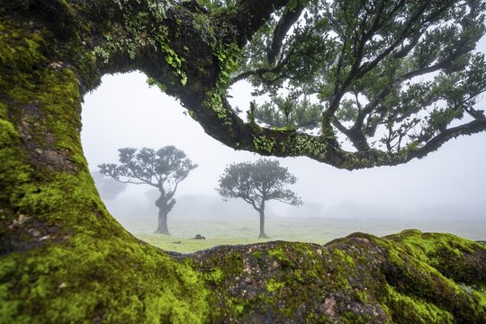 Stinkwood (Ocotea foetens) overgrown with moss and plants in the mist, Old laurel forest, Stink laurel, Laurisilva, UNESCO World Heritage Site, Fanal, Madeira, Portugal