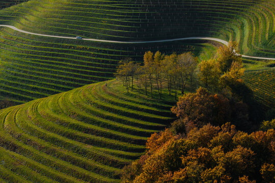 Aerial view of terraced hillsides and a small road winding through the landscape, Robadje, Medimurje County, Croatia.