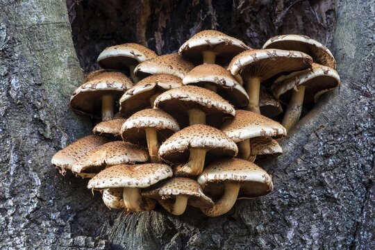 Golden scalycap (Pholiota aurivella) growing on a common beech (Fagus sylvatica), primeval forest Sababurg, Reinhardswald nature park Park, Hesse, Germany