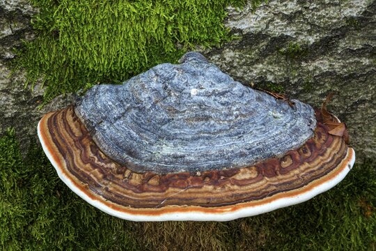 Fungus, true tinder fungus (Fomes fomentarius), growing on dead tree trunk, primeval forest Sababurg, Reinhardswald nature park Park, Hesse, Germany