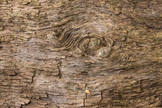 Structures in the wood of a dead tree trunk, Sababurg primeval forest, Reinhardswald nature park Park, Hesse, Germany