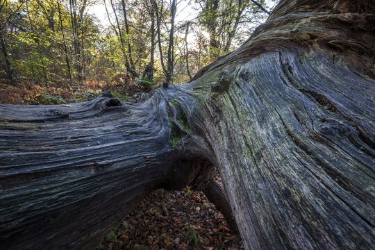 Structures in the wood of a dead tree trunk, Sababurg primeval forest, Reinhardswald nature park Park, Hesse, Germany