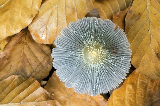 Mushroom, hat of the Scheibchentintling (Coprinus xanthotrix), between autumn leaves, primeval forest Sababurg, Reinhardswald nature park Park, Hesse, Germany