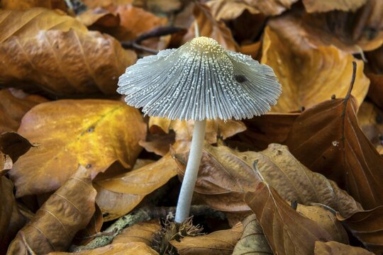 Fungus, Scheibchentintling (Coprinus xanthotrix), growing between autumn leaves, primeval forest Sababurg, Reinhardswald nature park Park, Hesse, Germany