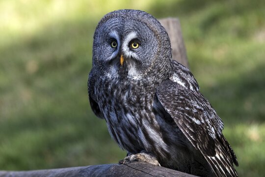Great Grey Owl (Strix nebulosa nebulosa), captive, Sababurg Zoo, Hesse, Germany