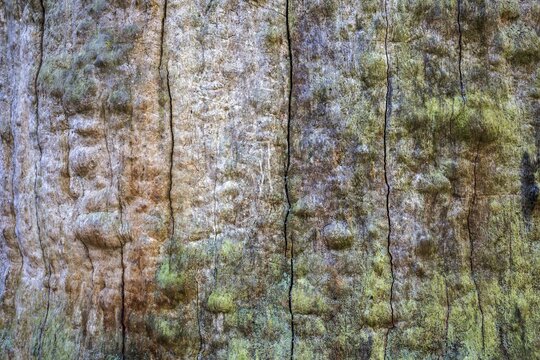 Structures in the weathered wood on a dead tree trunk, Sababurg primeval forest, Reinhardswald nature park Park, Hesse, Germany