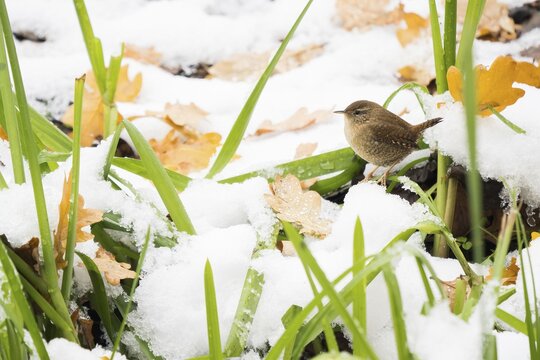 Eurasian wren (Troglodytes troglodytes) on snowy ground, Hesse, Germany
