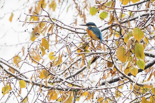 Common kingfisher (Alcedo atthis), male, sitting on snow-covered branch, lime tree (Tilia), autumn foliage, Hesse, Germany