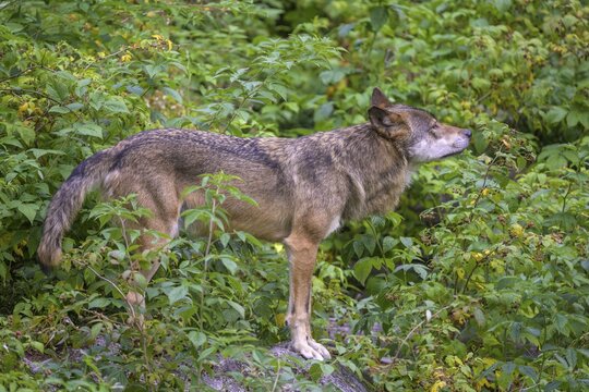 Gray wolf (Canis lupus) feeding on raspberry bushes, wolf enclosure of Srn&iacute;, Plzeňsk&yacute; kraj, Czech Republic