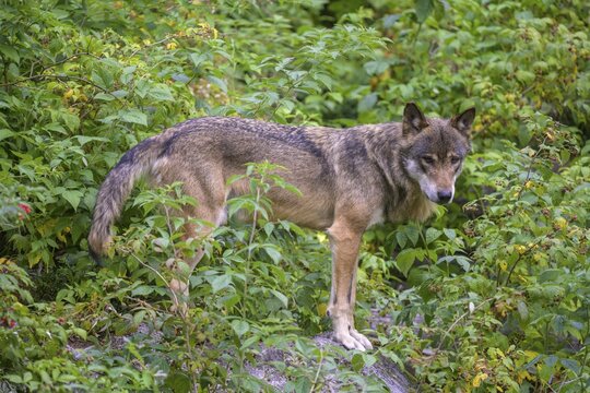 Gray wolf (Canis lupus) between raspberry bushes, wolf enclosure of Srn&iacute;, Plzeňsk&yacute; kraj, Czech Republic