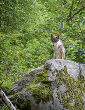 Gray wolf (Canis lupus), wolf enclosure of Srn&iacute;, Plzeňsk&yacute; kraj, Czech Republic